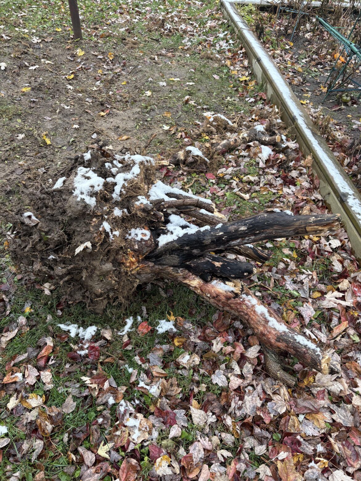 Burning bush removed! Any replacements?