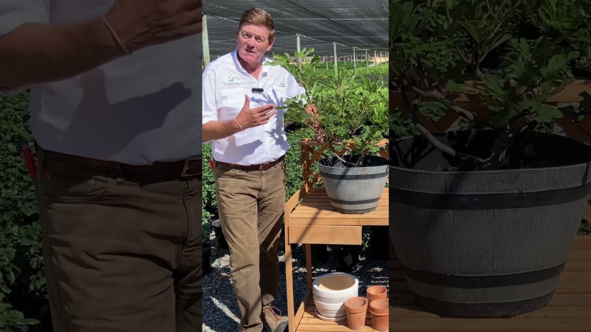 Meet the star of your edible garden: Little Miss Figgy 🪴 Meet the star of your edible garden: Little Miss Figgy 🪴