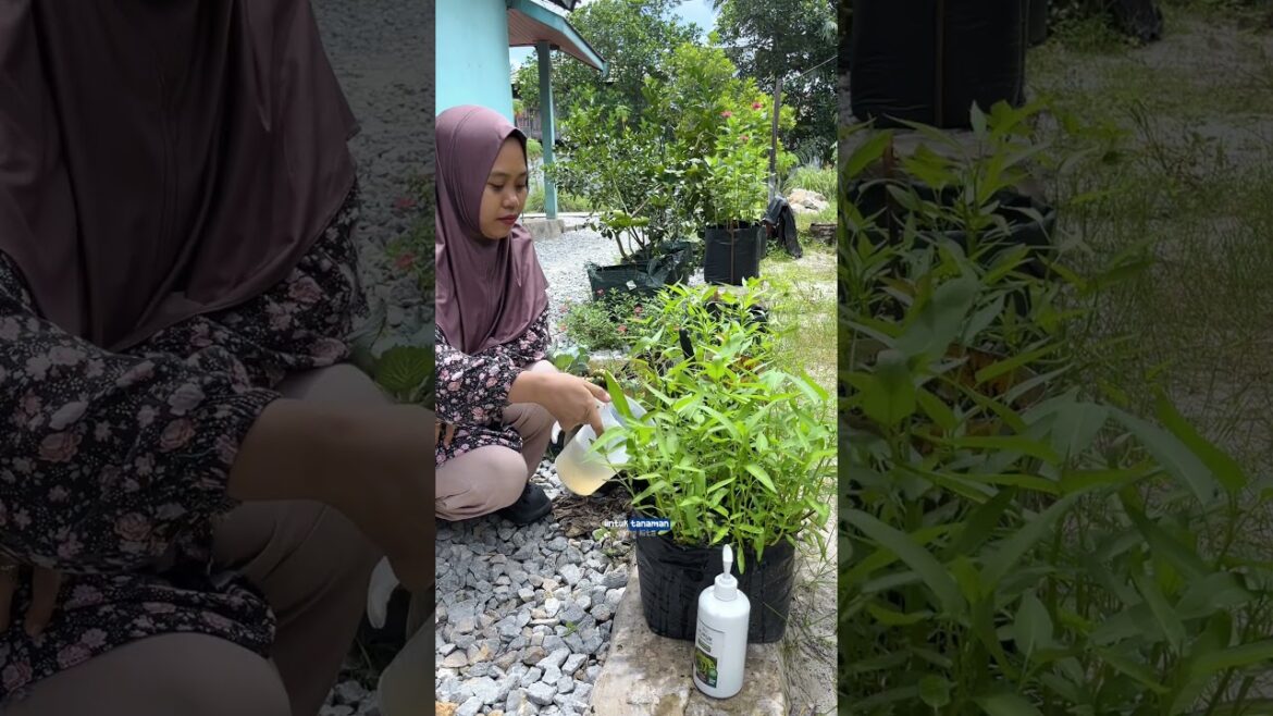 Jangan harap subur kalau engga di pupuk ??? #berkebun #gardening #youtubeshorts