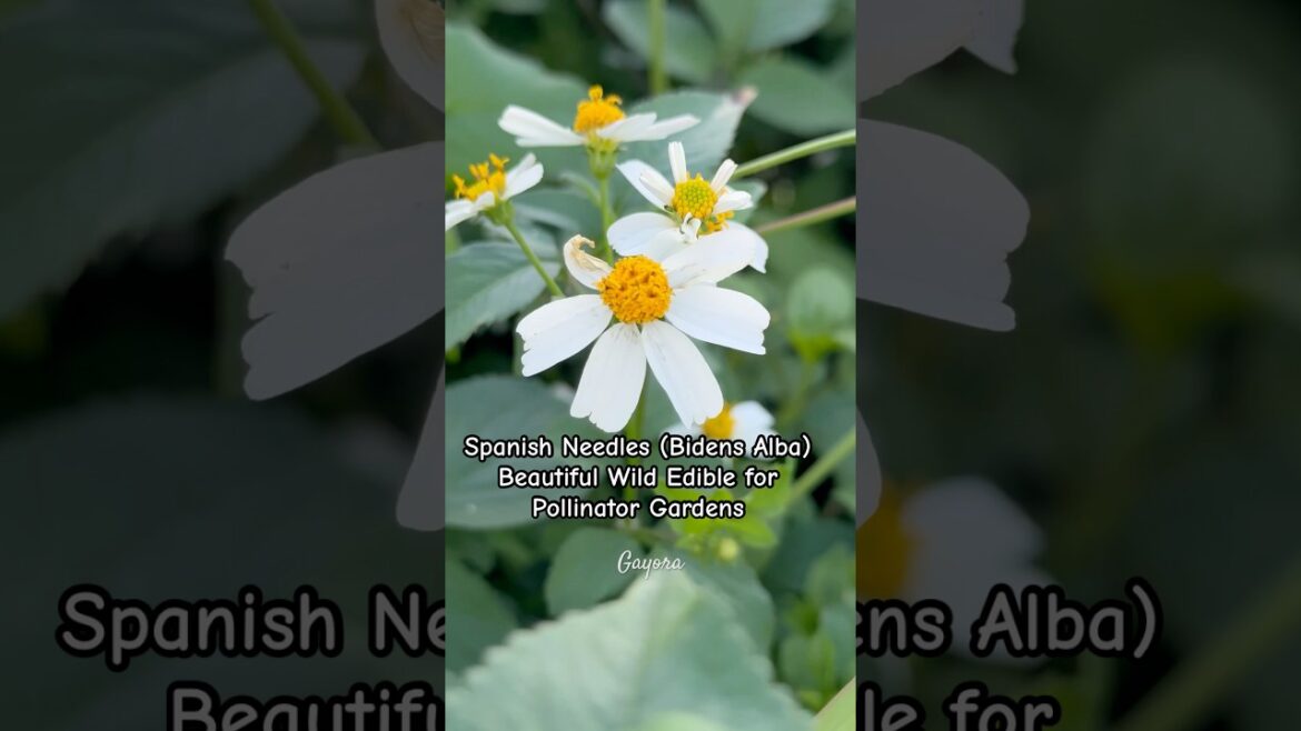 Spanish Needles (Bidens Alba) | Beautiful Wild Edible for Pollinator Gardens #flowers  #wildplants