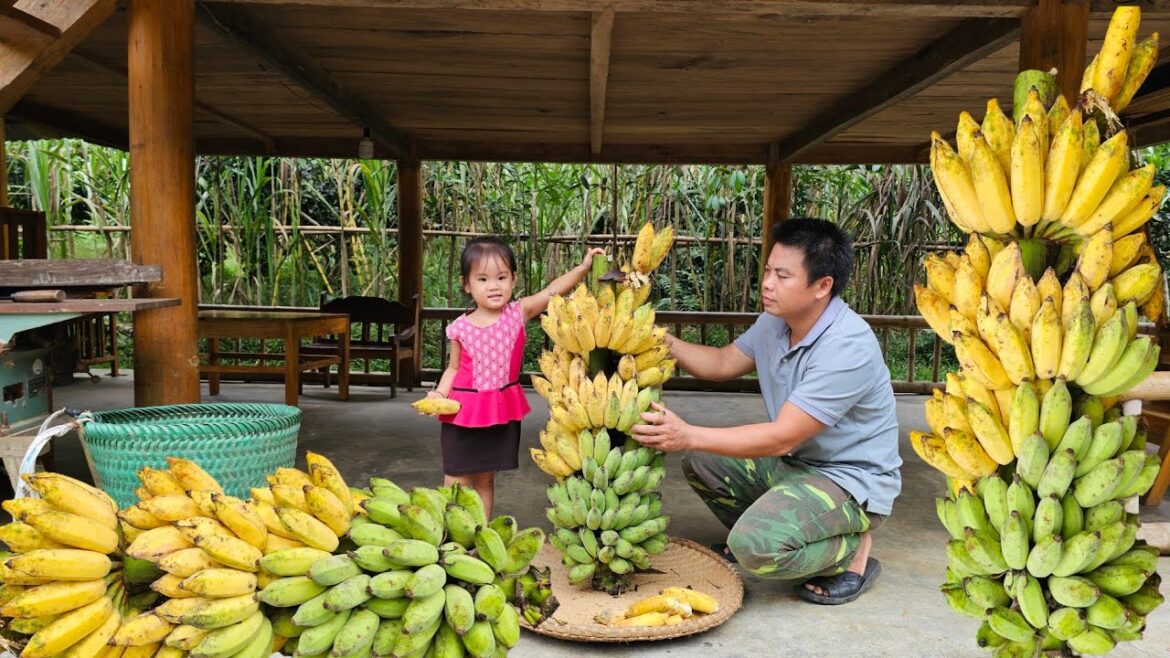 Harvesting big bananas goes to the market sell - Gardening vegetables/Xuan Truong.