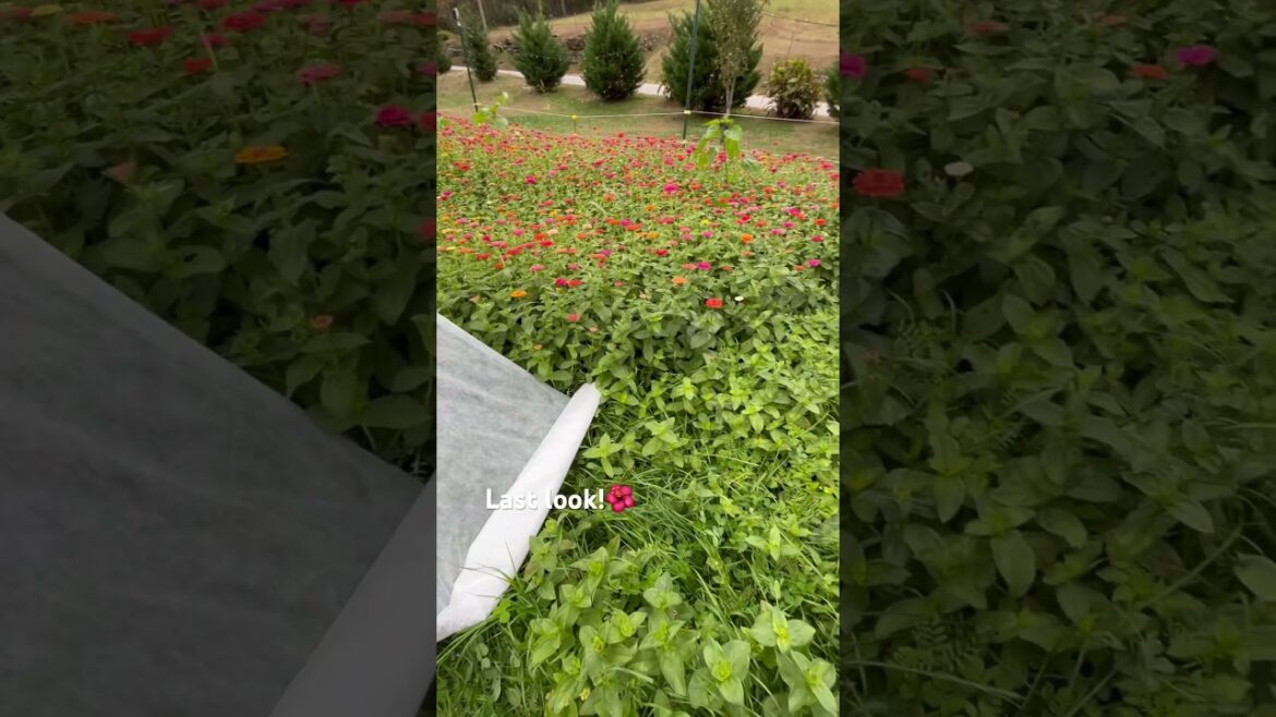 Is it worth it? 🥶 #zinnias