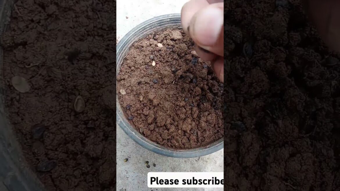 Growing Roses seeds #cllocat seeds Roses #flowergarden #varil short Growing Roses seeds #cllocat seeds Roses #flowergarden #varil short