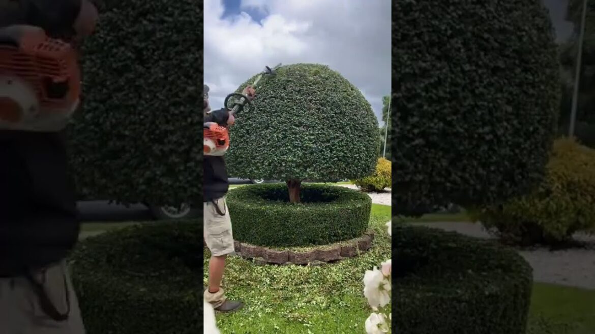 Most Satisfying Lawn Care ASMR of 2025 ๐ฟ | Ultimate Hedge Trimming Transformation | #Shorts Most Satisfying Lawn Care ASMR of 2025 ๐ฟ | Ultimate Hedge Trimming Transformation | #Shorts