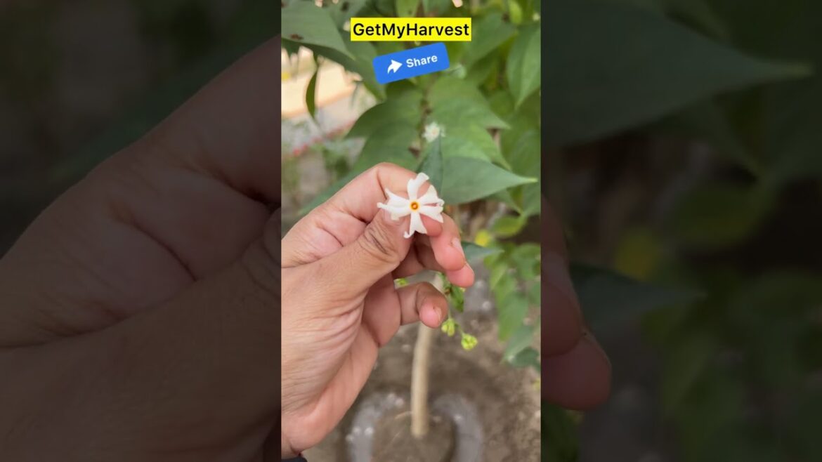 Parijat ke phoolon ka use | Sasta Kesar | Natural Food Colour | Try karo! #shorts