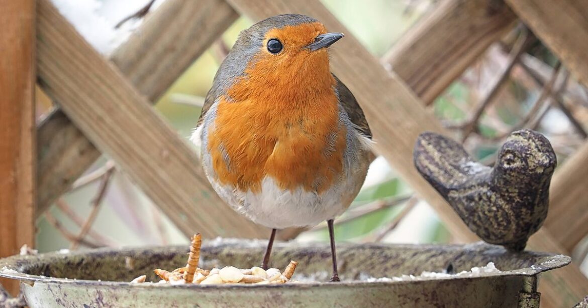 Robins will keep coming back to garden if you place 1 fruit outside in November Daily Mirror