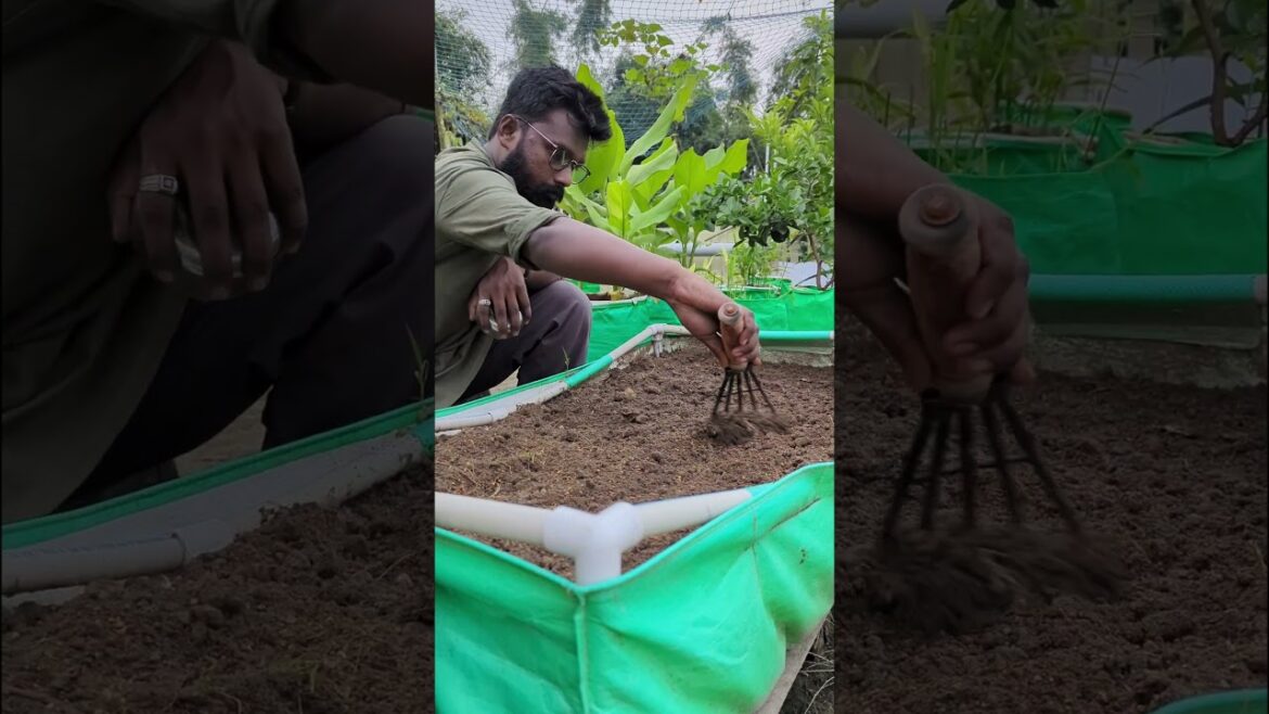 How to grow Palak on terrace #gardening #plants How to grow Palak on terrace #gardening #plants