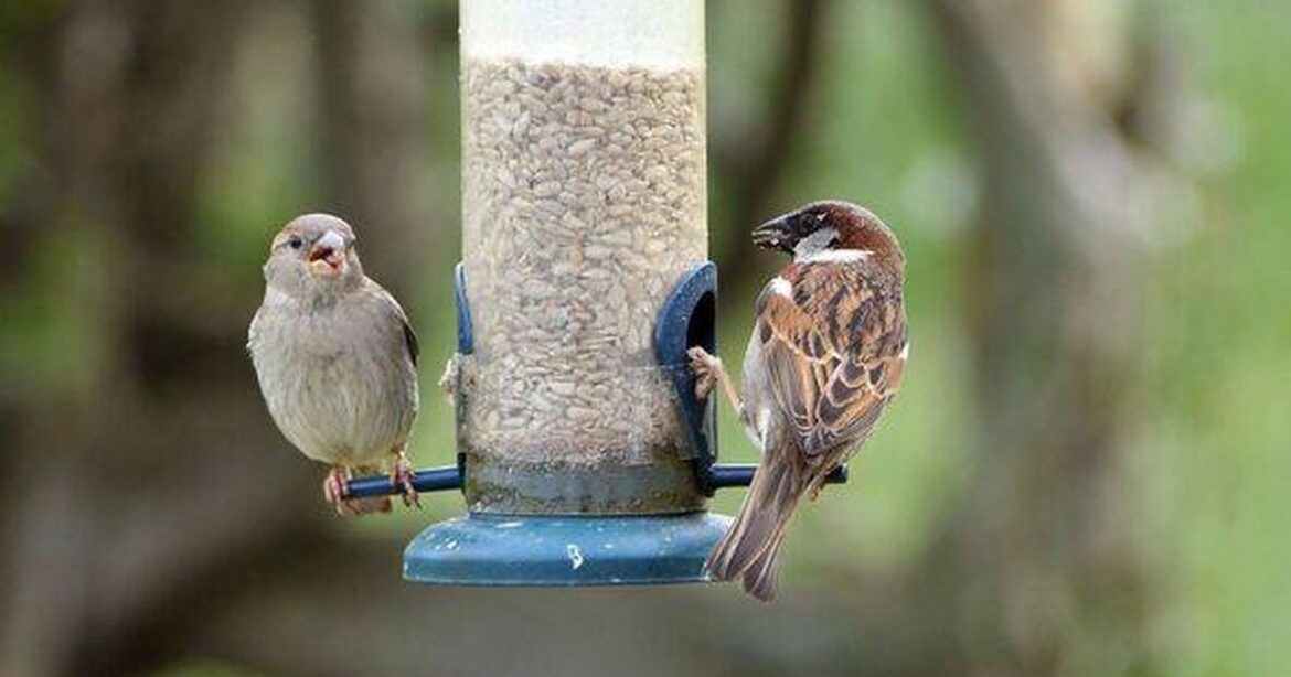 Gardeners urged to check bird feeders ‘every 24 hours’ for key reason Daily Mirror