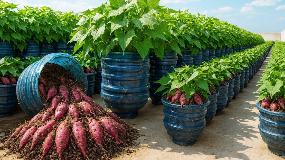 Grow Sweet Potatoes in Plastic Tubs on Balcony | Easy DIY