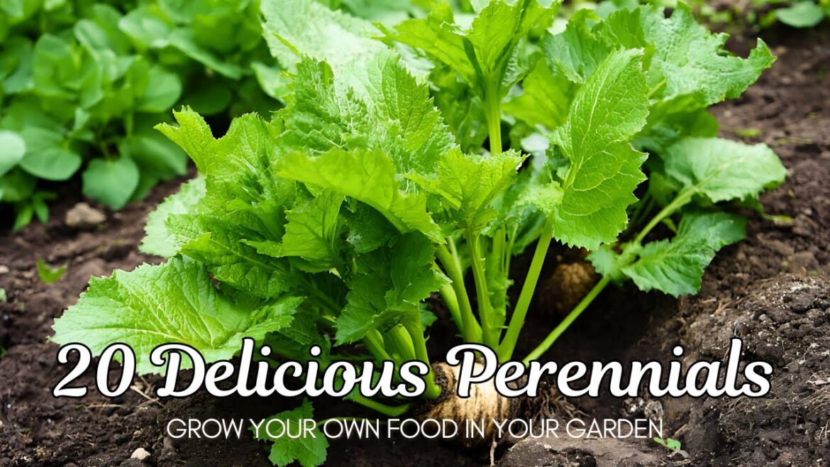 20 Edible Perennials Grow Your Own Food in Your Garden 🌿 20 Edible Perennials Grow Your Own Food in Your Garden 🌿