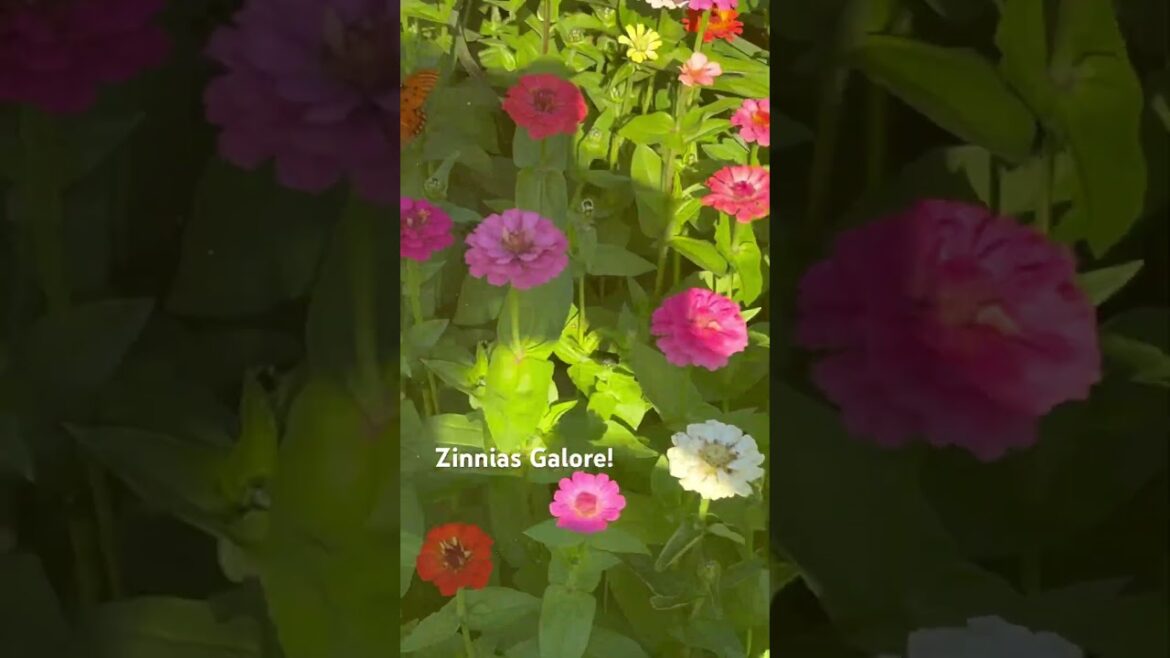 Winter 🥶 is coming! What will happen? #gardening #zinnias #butterfly 🦋
