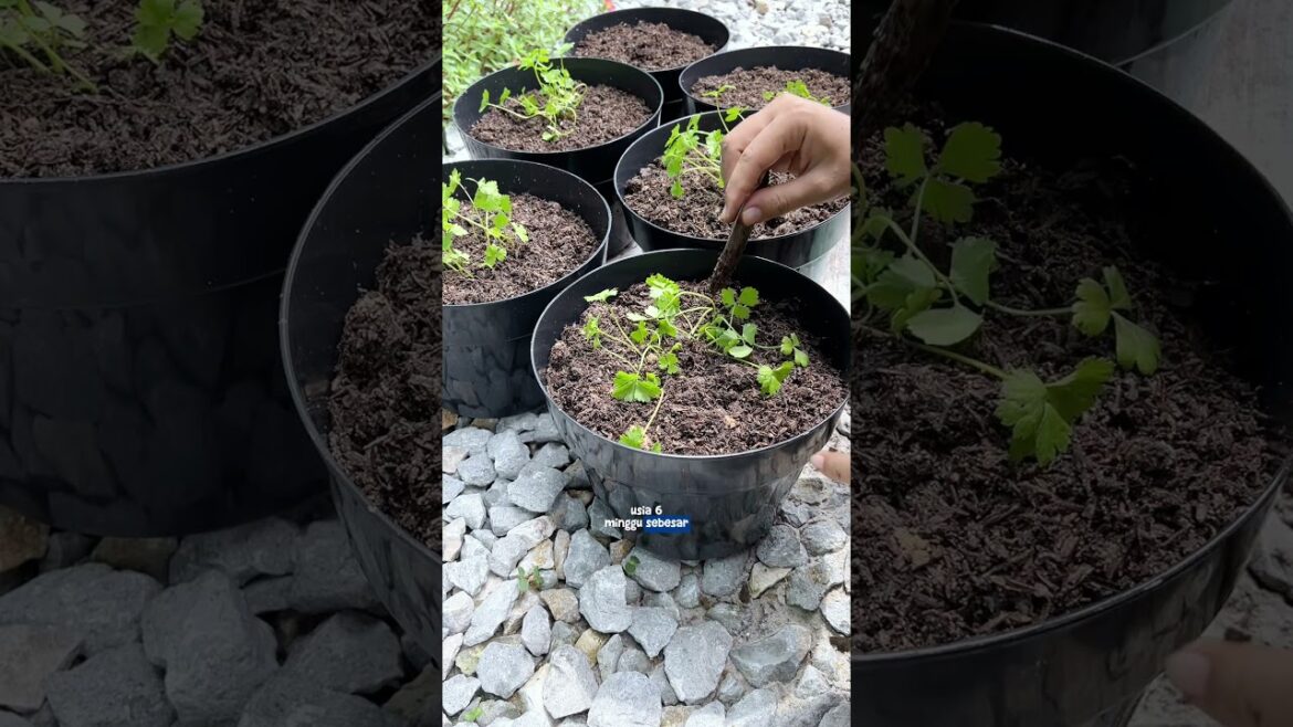 Nanam seledri, nanam sabar ??? #berkebun #gardening #youtubeshorts