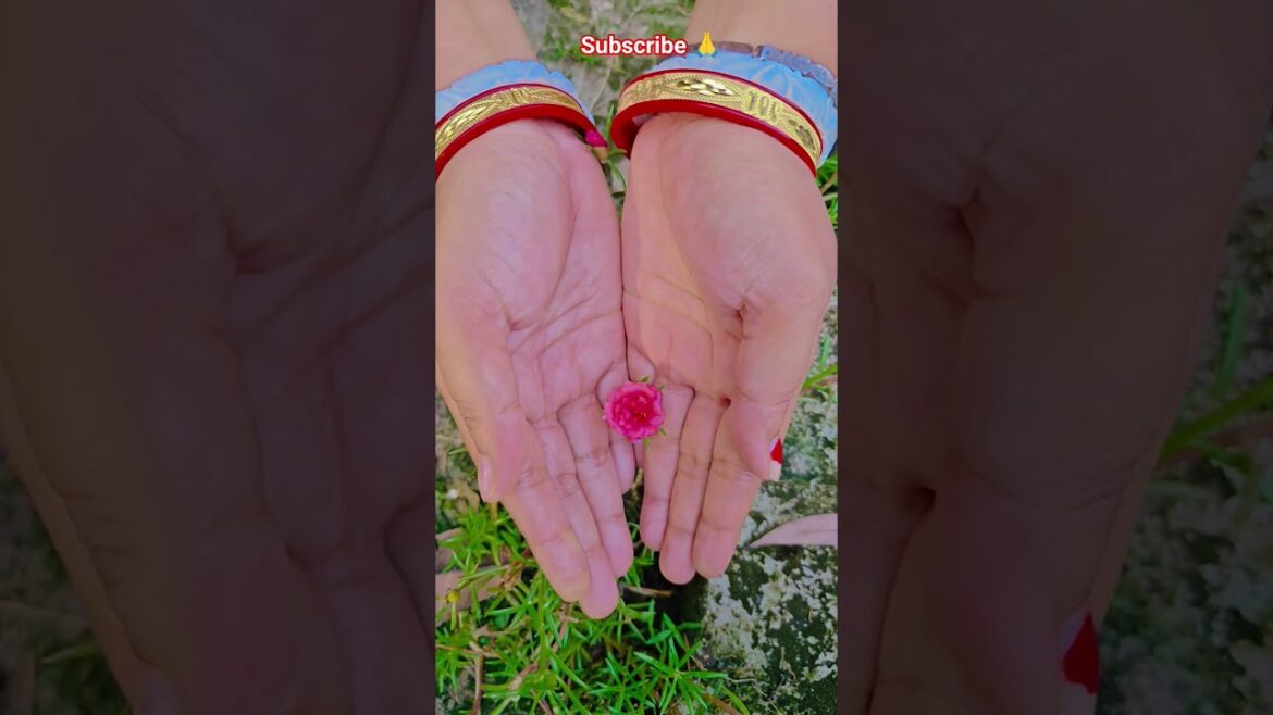 ফুল নিয়ে টিকটিক #gardening #youtubeshorts #UpdateGardening #garden #youtubeshort #flowers #rose ফুল নিয়ে টিকটিক #gardening #youtubeshorts #UpdateGardening #garden #youtubeshort #flowers #rose