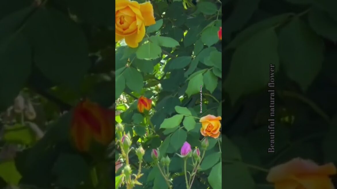 Different colour rose flower #gardendesign #plantsofindia #flowers #shorts#shortsfeed #viral#YouTube