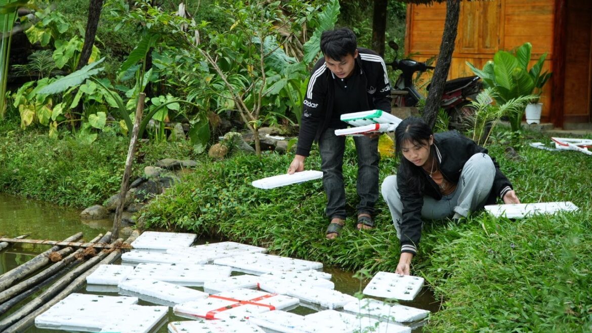 Pao tried growing vegetables hydroponically for the first time: A completely new method