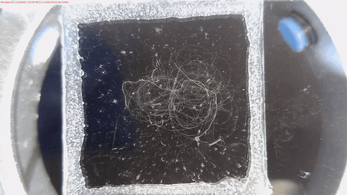 Green hydra in micro-ecosystem, various views (crossposting to r/Ecosphere since it's a closed ecosystem)