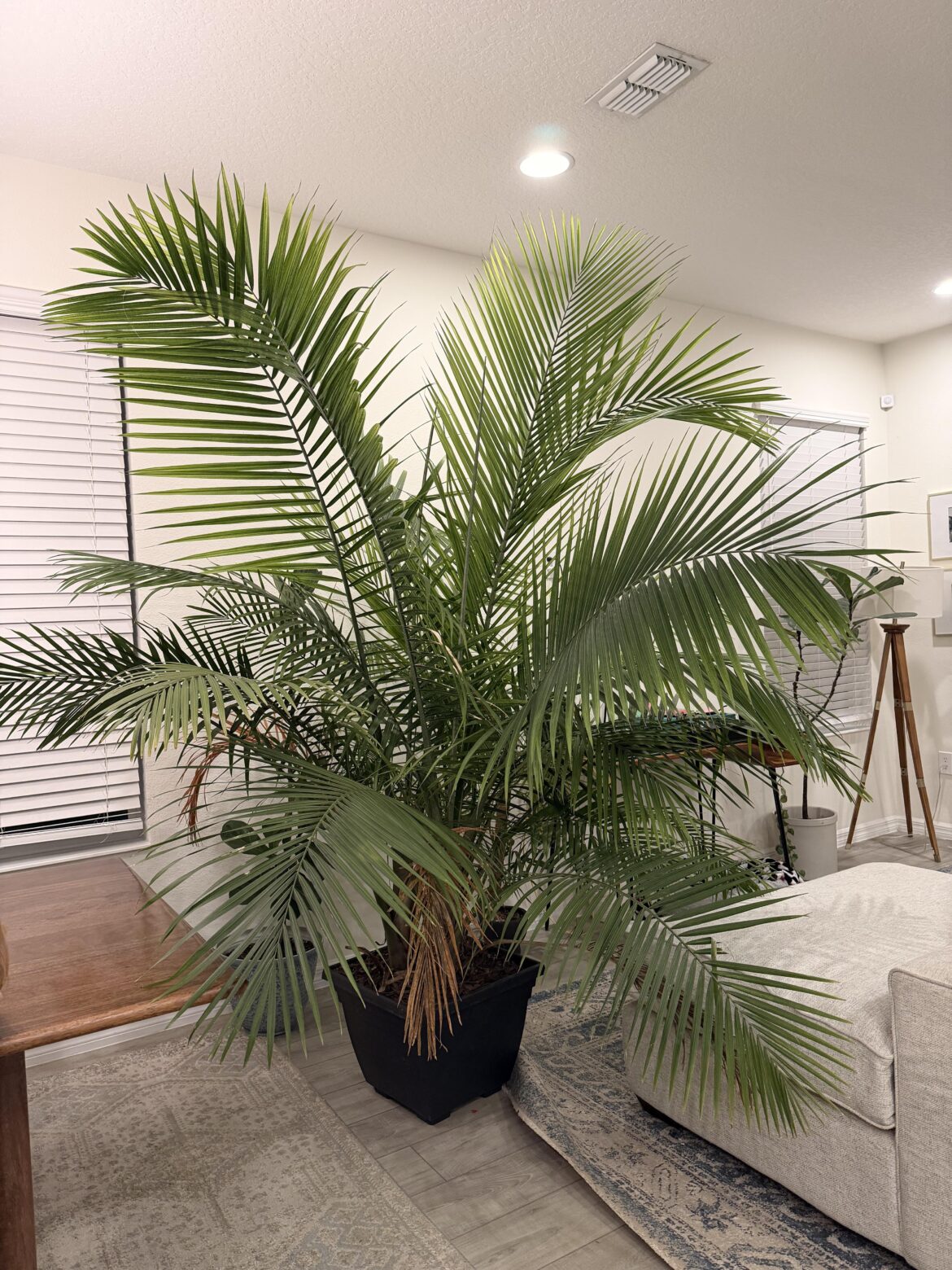 Majesty Palm Appreciation Post