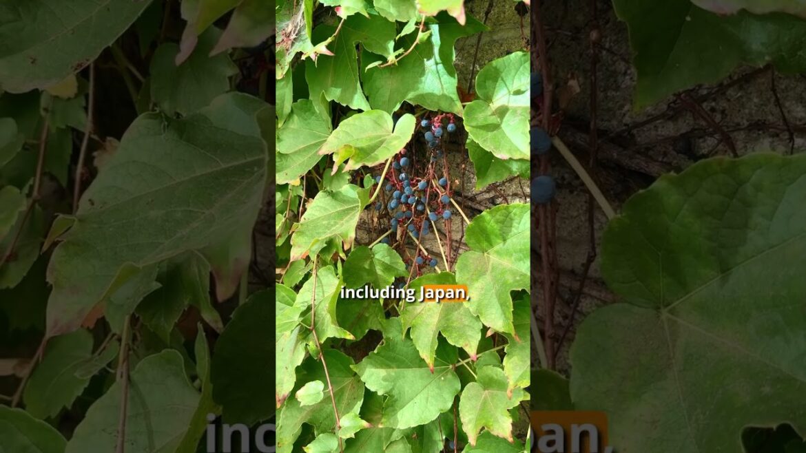 don’t eat these plants! don't eat these plants!