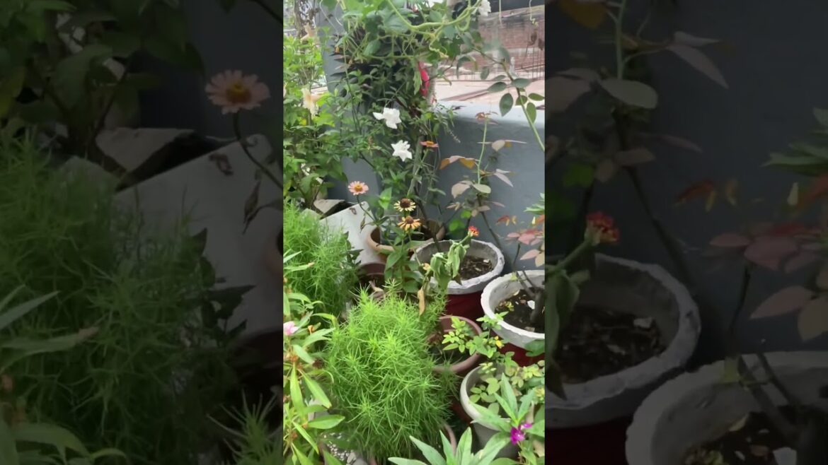 🌸 Glimpse of My Terrace Garden Flowers | Beautiful Blooms at Home Garden #flowers #ytshorts 🌸 Glimpse of My Terrace Garden Flowers | Beautiful Blooms at Home Garden #flowers #ytshorts