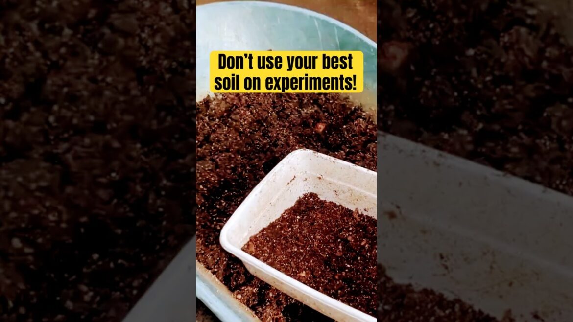 Use old potting soil on tomato seedlings #gardening #growingtomatoes #shorts #propagatingtomatoes Use old potting soil on tomato seedlings #gardening #growingtomatoes #shorts #propagatingtomatoes