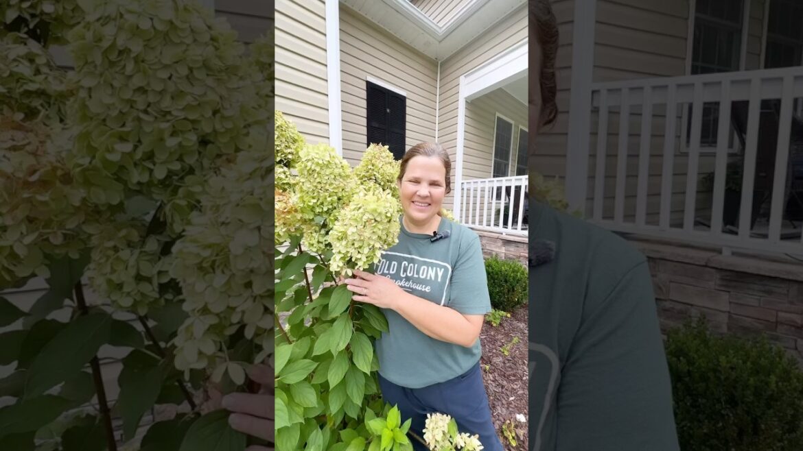 It’s Super Easy! #hydrangea #gardening #beginnergardener @greatgardenplants It’s Super Easy! #hydrangea #gardening #beginnergardener @greatgardenplants