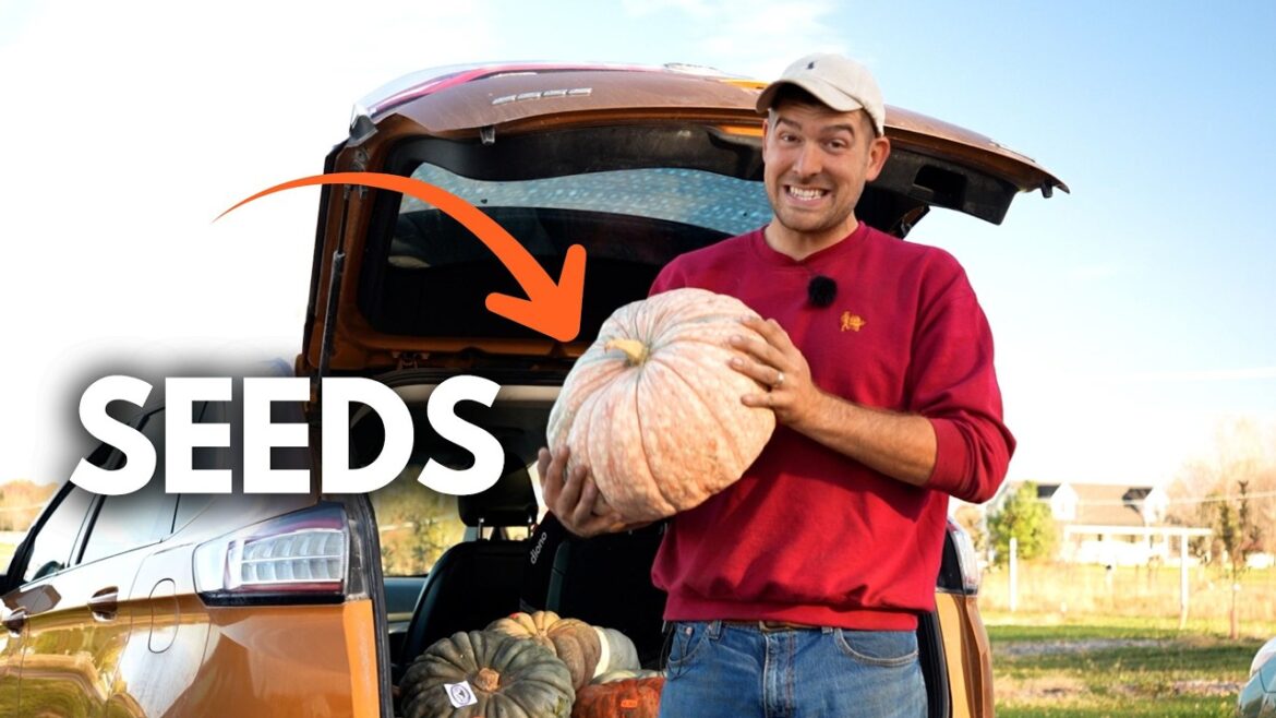 How to Get Basically FREE Pumpkin Seeds From EXPENSIVE Pumpkins