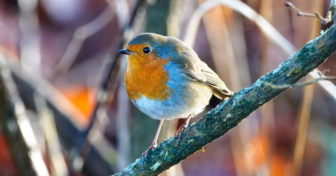 Manchester Evening News