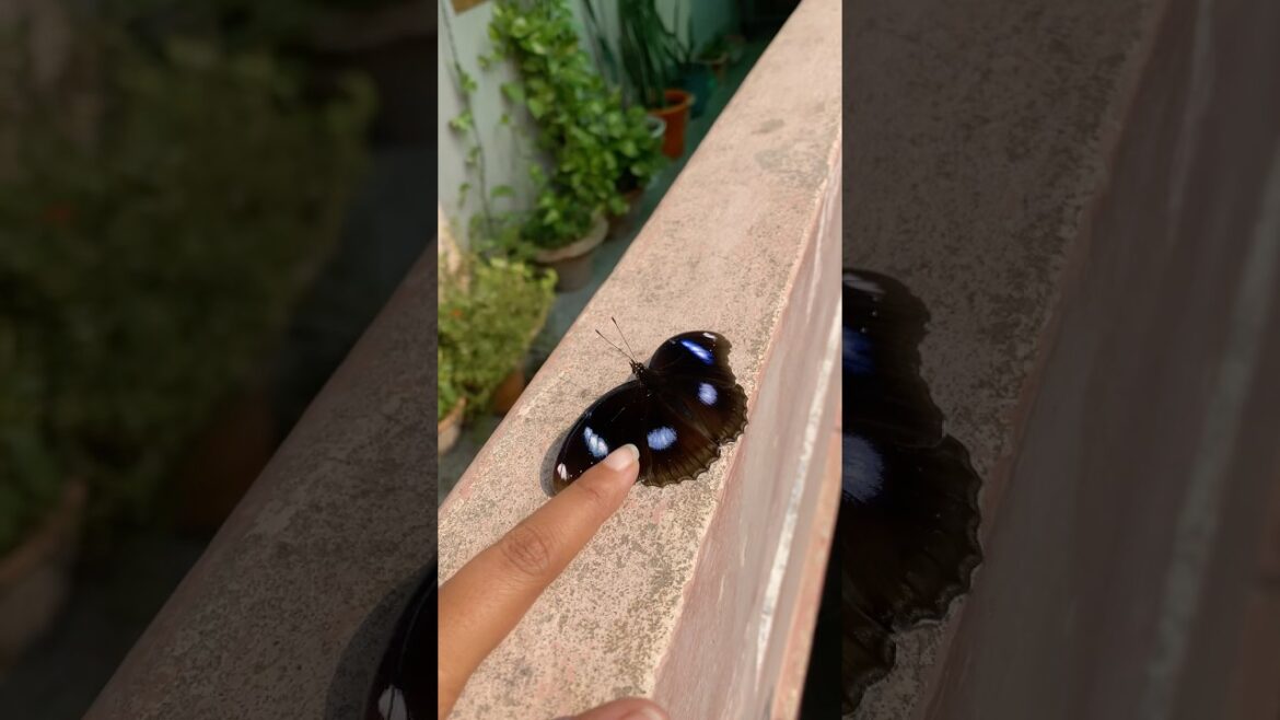Butter fly #music #love #song #terracegardenindia #gardendesign #garden #gardenflowers