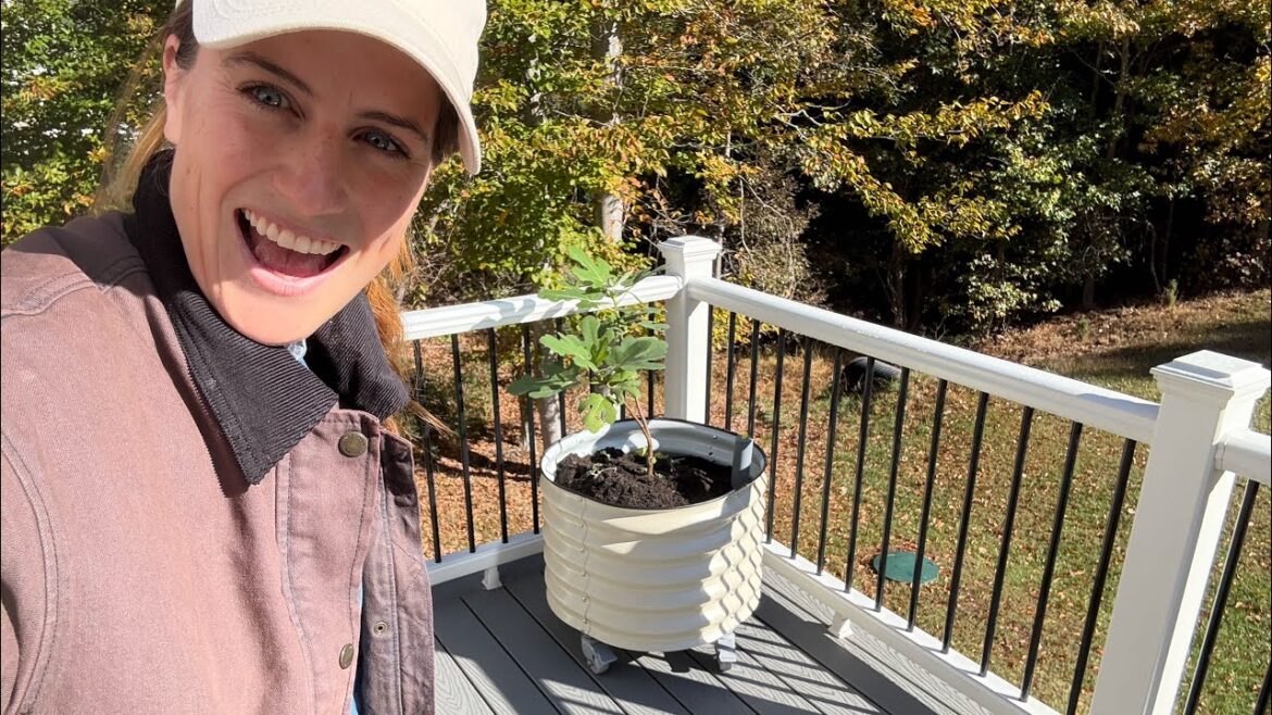 Container Garden Refresh for Fall! Container Garden Refresh for Fall!