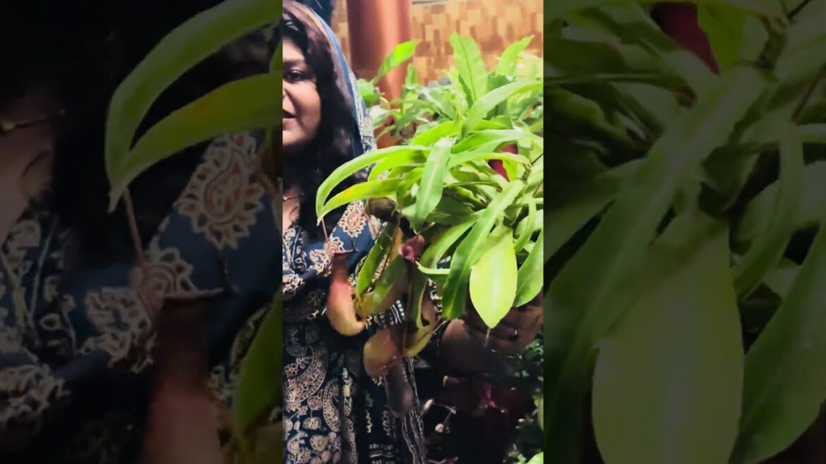 #8921939101 #lifeisbutadream #garden #whowillbemylifepartnerta #gardendesign #home #plants
