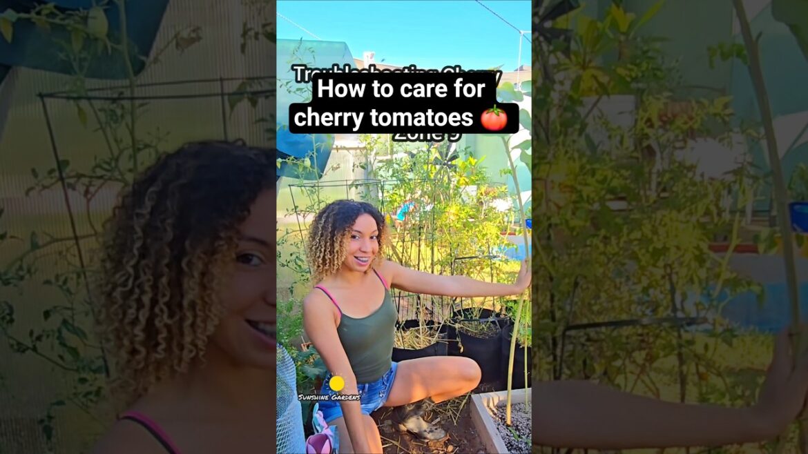 Cherry tomato tips 🍅 #tomatoes #gardentips