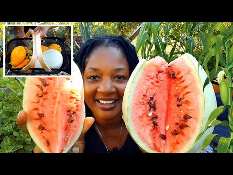 What Happened When You Plant With The MOON Phases! My Garden EXPLODED After I planted by The MOON What Happened When You Plant With The MOON Phases! My Garden EXPLODED After I planted by The MOON