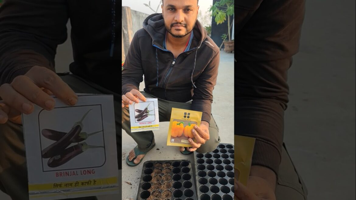 🌿 Sowing Brinjal & Yellow Capsicum Seeds | Organic Vegetable Gardening at Home 🍆🫑✨