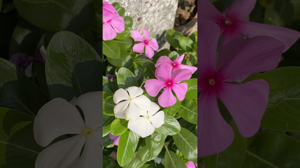 Sadabahar #gardening #garden #gardeningideas #plants #gardeningtips #plantsofindia Sadabahar #gardening #garden #gardeningideas #plants #gardeningtips #plantsofindia