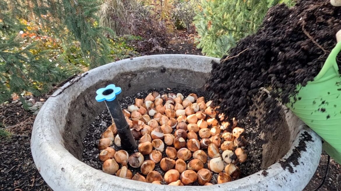 Garden Answer: Planting 1,200 Bulbs in Containers & Christmas Light Experiments! π·ππ // Garden Answer Planting 1,200 Bulbs in Containers & Christmas Light Experiments! π·ππ // Garden Answer