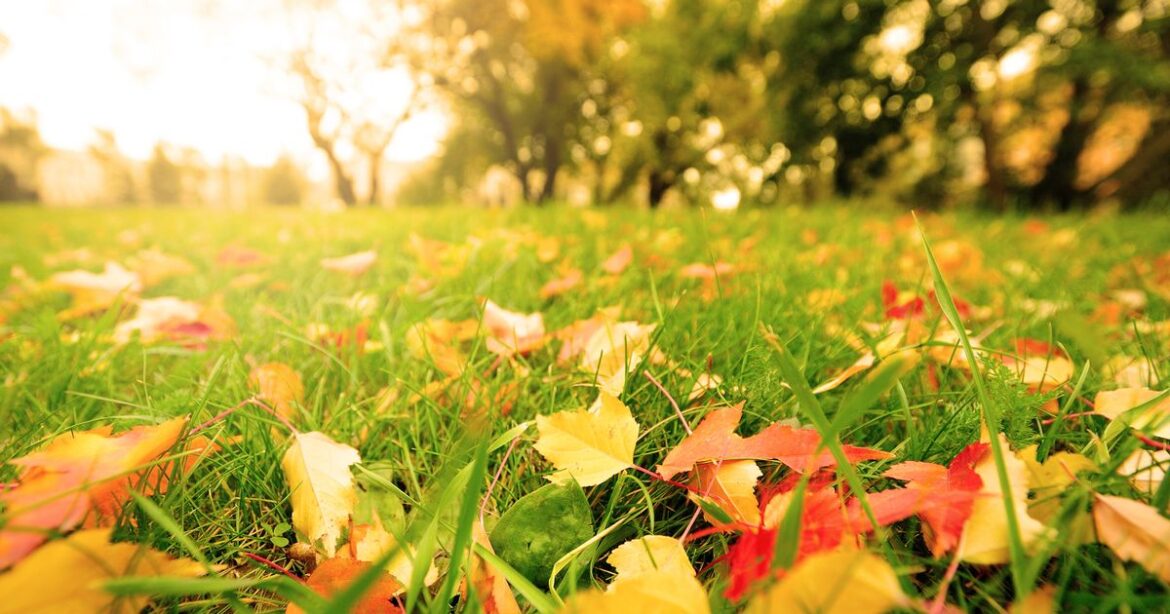 These three natural items will leave your garden green this November Daily Record