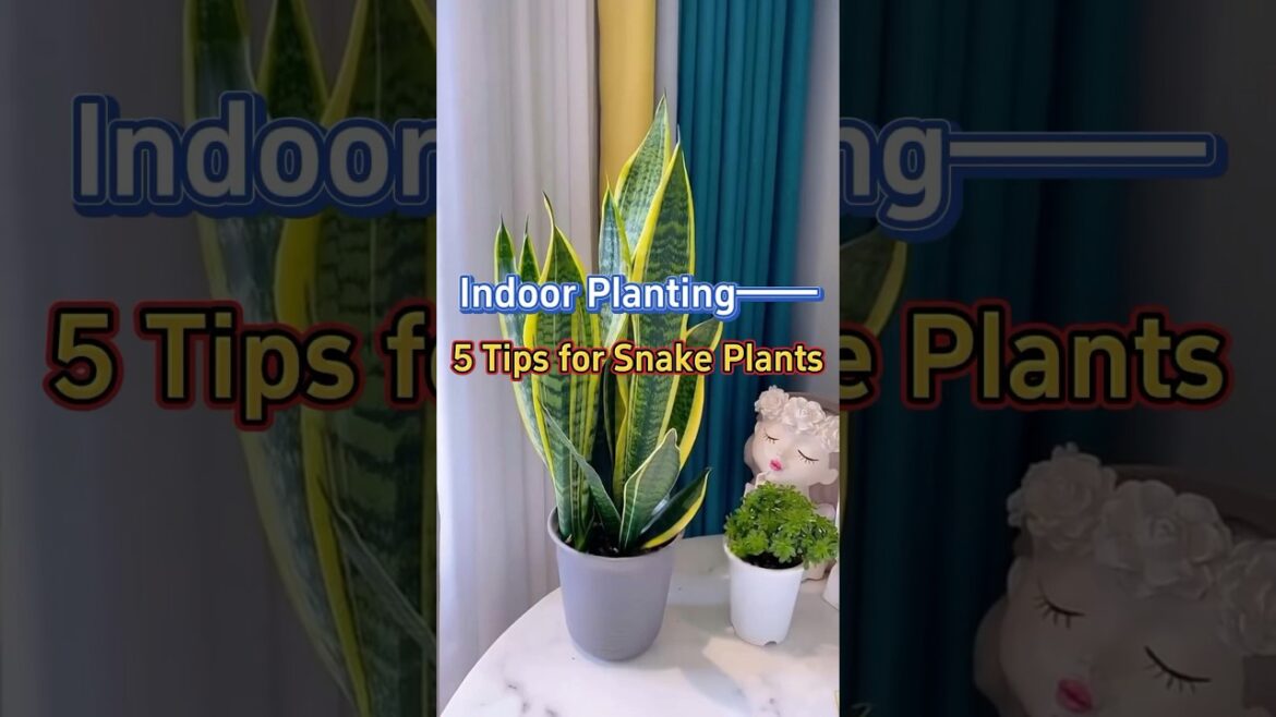 5 tips for planting snake plants #indoorplants #homegarden #snakeplant