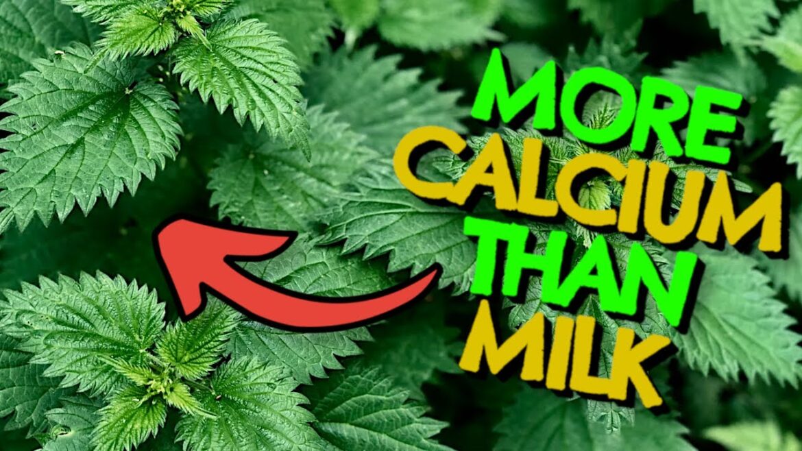 7 Wild Plants Richer in Calcium Than  Milk That Every Vegan (and Vegetarian) Should Be Foraging