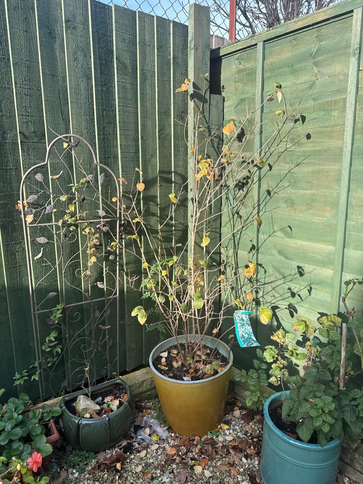 Mock orange mocking me