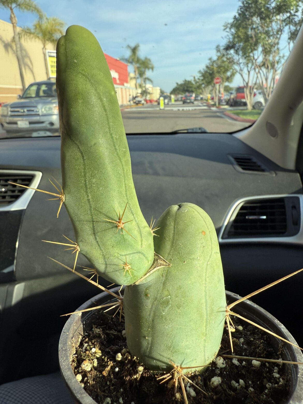 $6 score