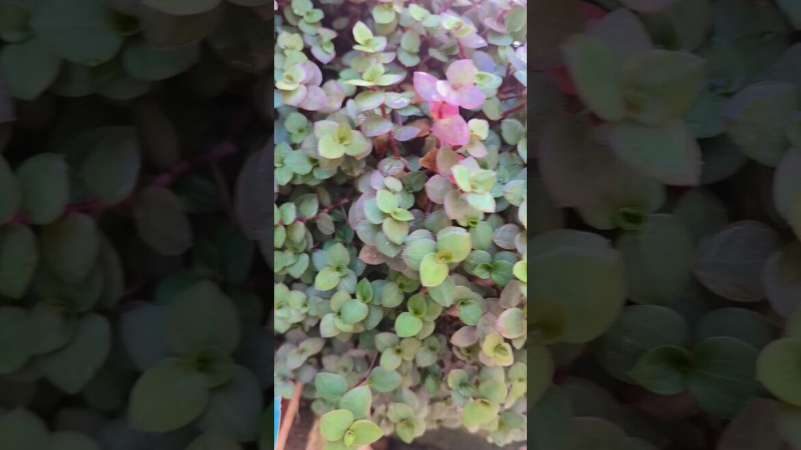 multi type plants 🥰☘️ #ytshorts #trendingshorts #homegarden #plantsofindia #shortsfeed #trending