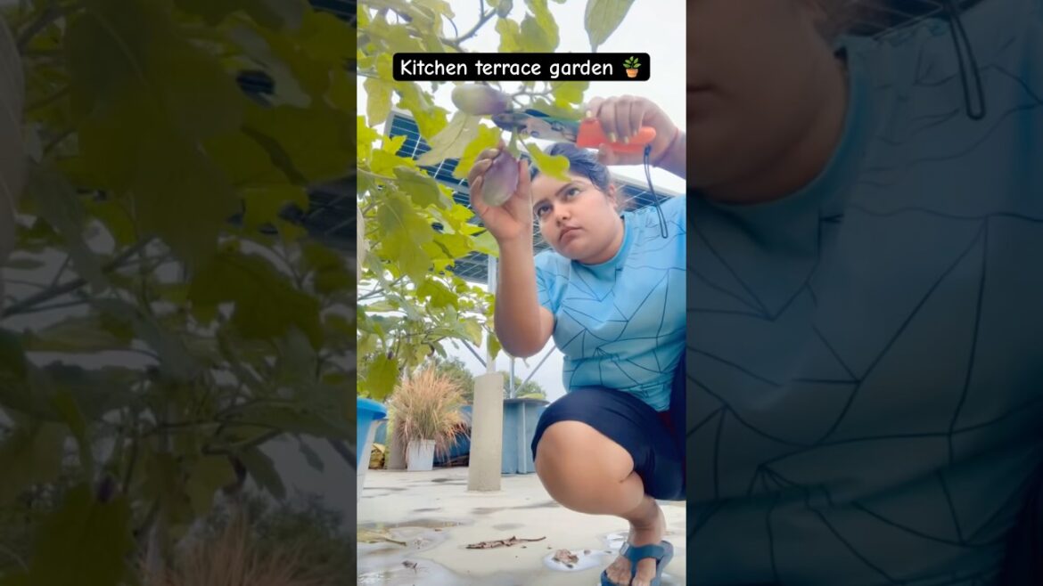 Harvesting vegetable from terrace garden 🪴 #minivlog #terracegarden #kitchengarden #harvest #shorts Harvesting vegetable from terrace garden 🪴 #minivlog #terracegarden #kitchengarden #harvest #shorts