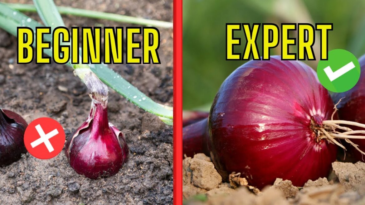 5 Garden Tips You Have NEVER Heard Of… Only the Pros Use These