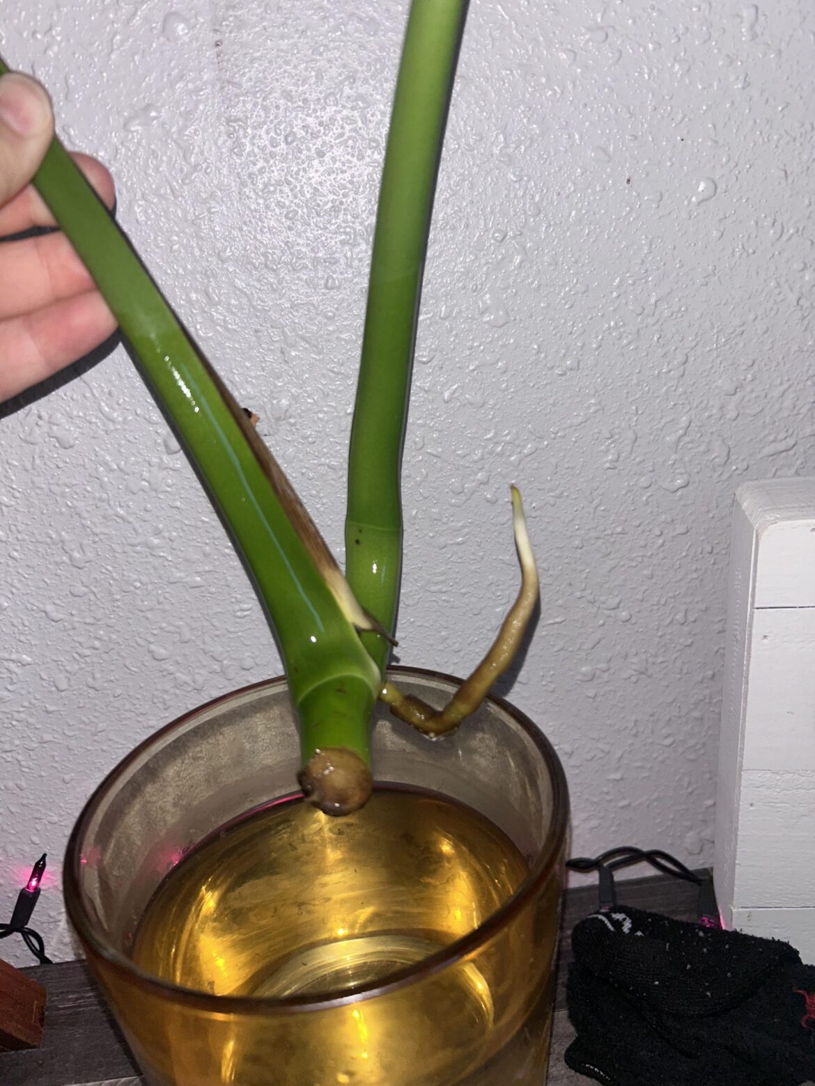 Monstera Propagation