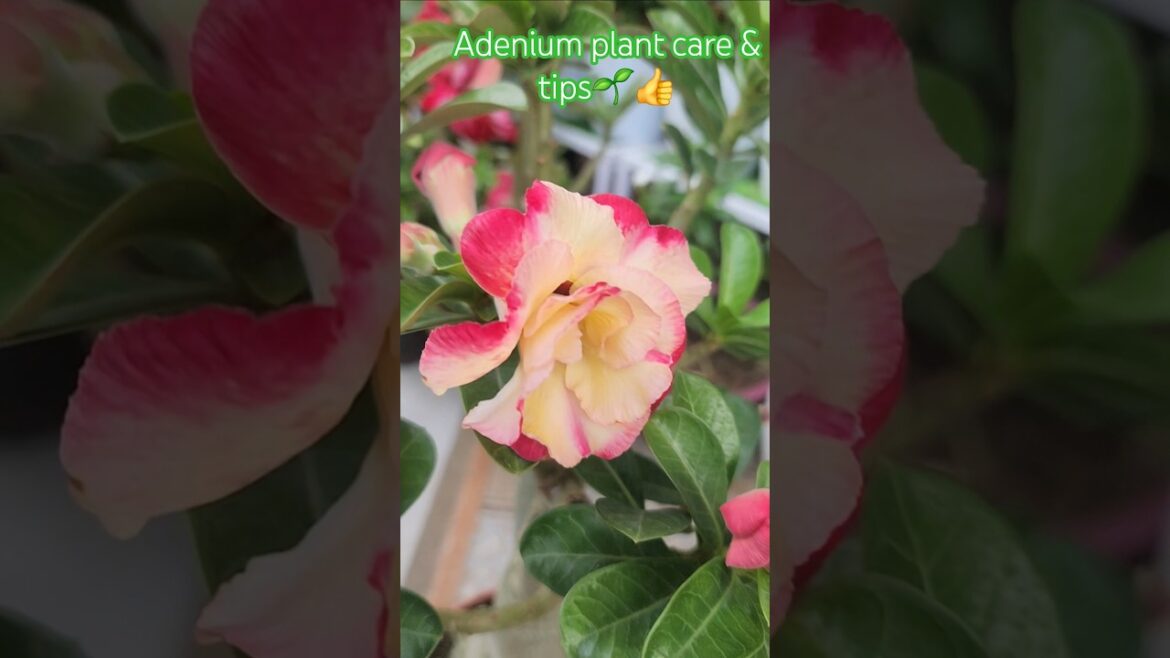 Adenium plant care & tips🌱👍#gardening#plants#plantcare#adenium#trending#shorts#mybeautifulgarden