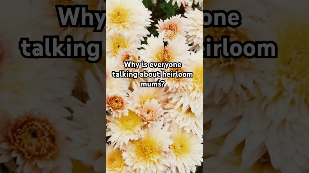 HEIRLOOM MUMS ARE MAKING A COME BACK!? #chrysanthemumgarden #chrysanthemumcare #chrysanthemums