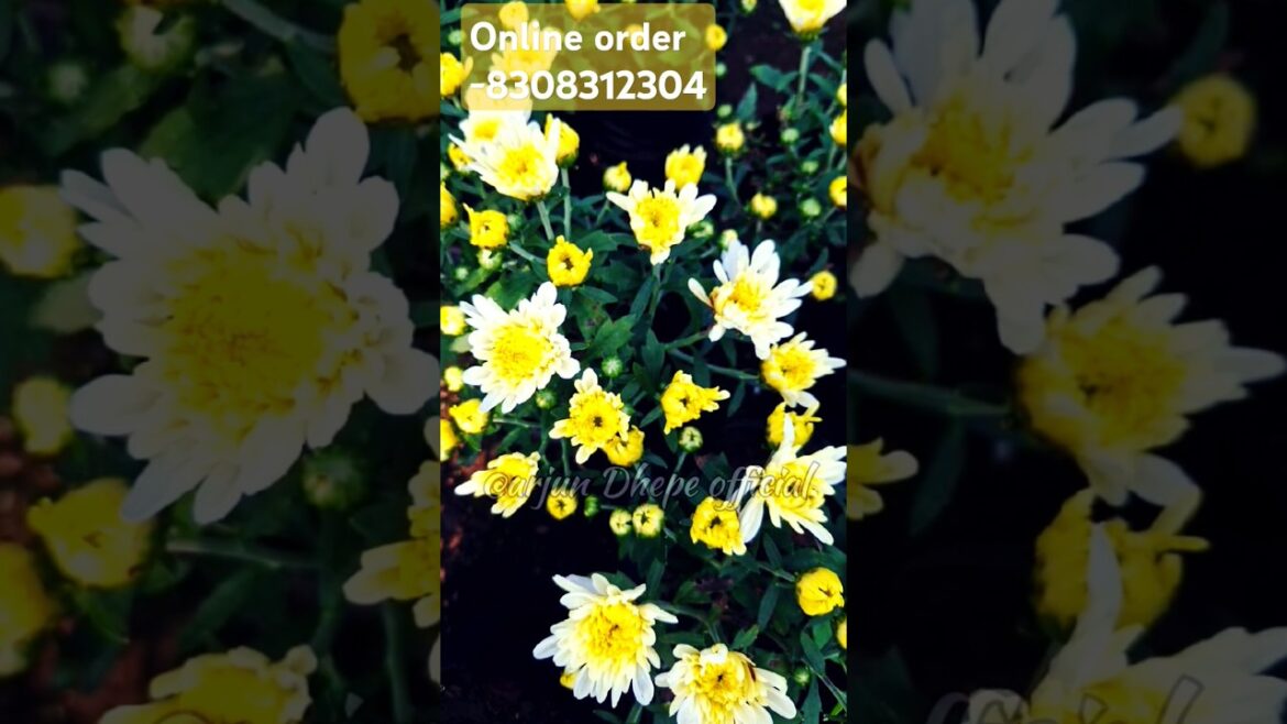 $100,000 Houseplant Collection Tour#shorts #garden #trending .