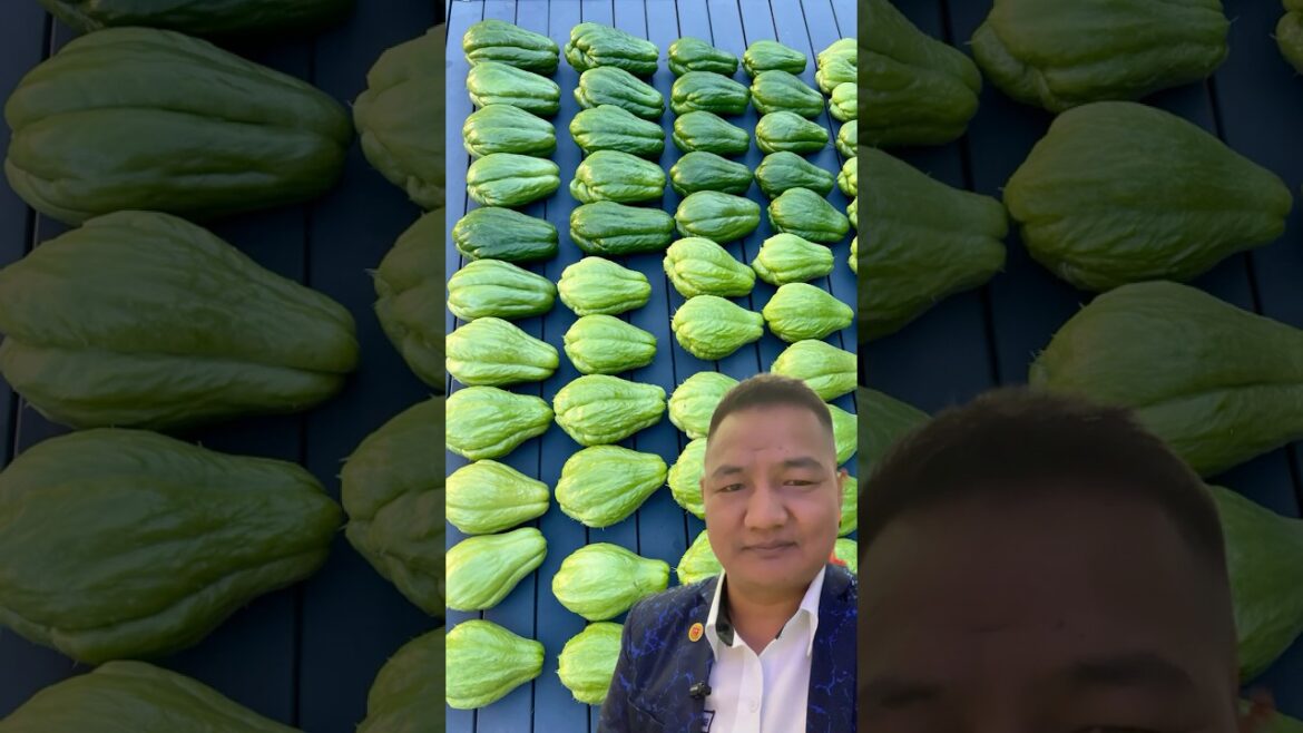 Kasto Majale Faleko Skus #food #gardenplants #gardening #vegetables #vegetablegardening #shortsvideo