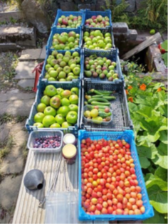 Hagg Lane Organic Allotments – gardening opportunity for all – Crosspool News – crosspool.info Hagg Lane Organic Allotments – gardening opportunity for all – Crosspool News – crosspool.info