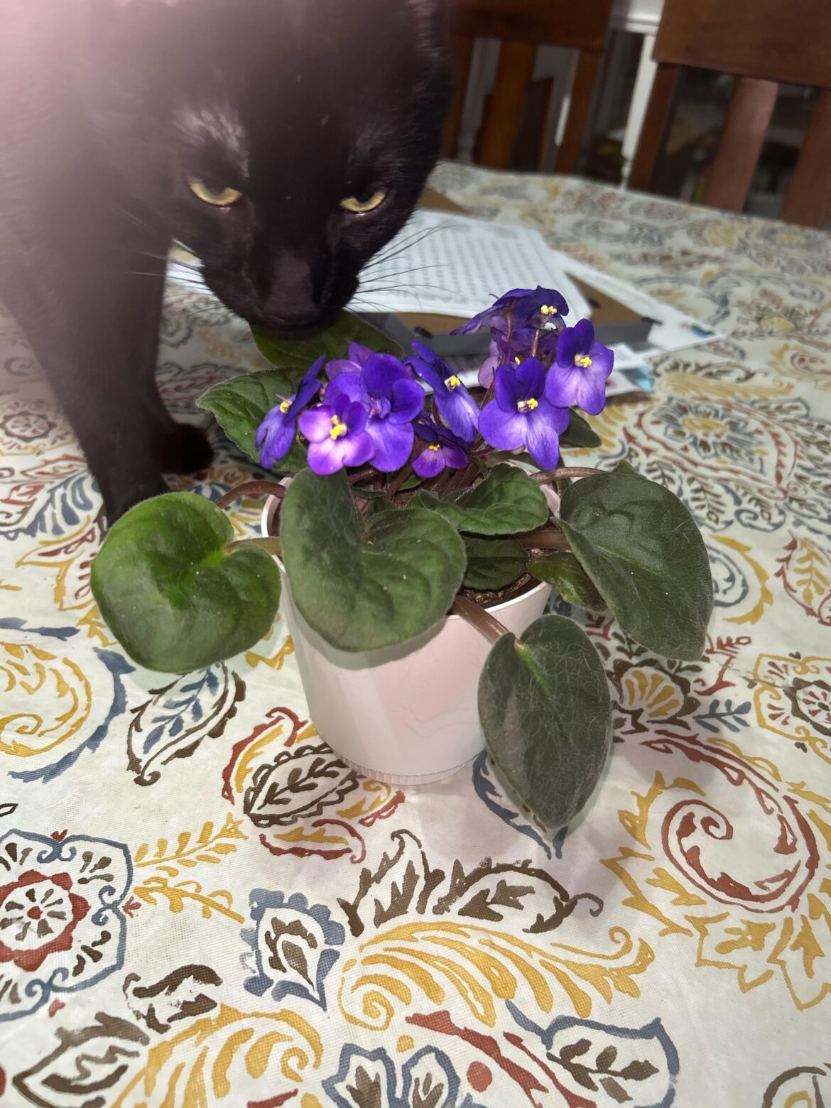 my cat approves